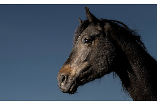 Pferd_2MH9782