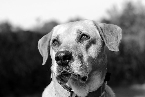 20170420_Hund_2MH2698