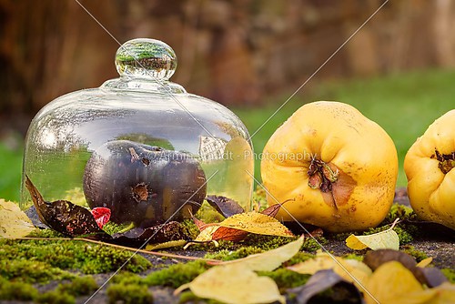 autumn outdoor still life with quince, black apple and leaves