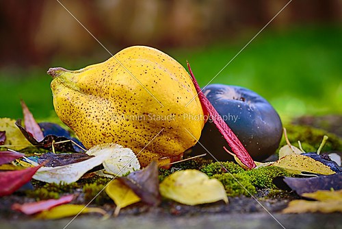 autumn outdoor still life with quince, black apple and leaves