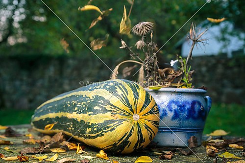 still-life with a big zucchini and falling leaves