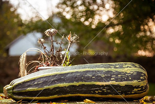 outdoor still-life with a big zucchini in autumn