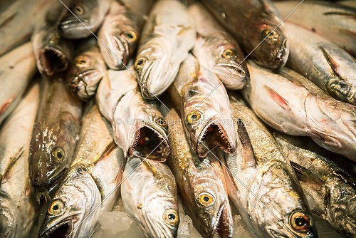 stack of dead predator fishes