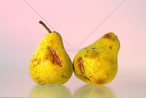 studio shoot of two old pears with pink background