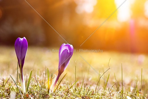 wild purple crocus on a meadow in spring with sun beams