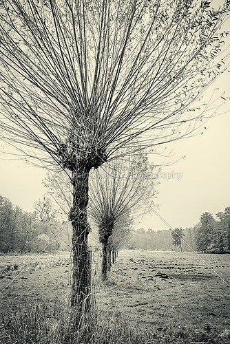 willow trees in a row, in autumn,vintage version