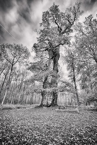 HDR shoot of an very old oak, black an white version
