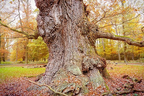 HDR shoot of an very old oak