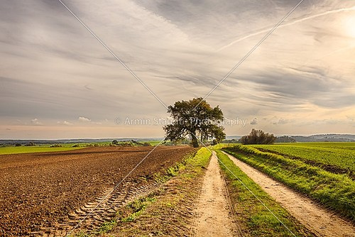 hdr shoot of an old tree with fields and road