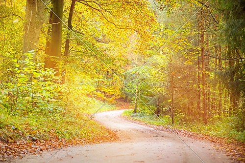 dreamy way through an autumn forest