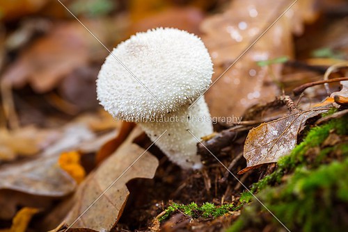 closeup of a white puffball on the forest soil in autumn