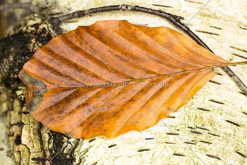 macro of a single brown beech leaf