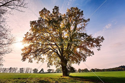 landscape with old oak against the morning sun