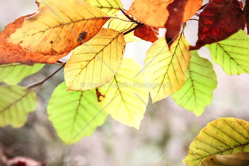 close up of autumn beech leaves in backlit