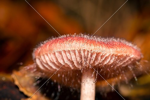macro of a red mushroom in autumn