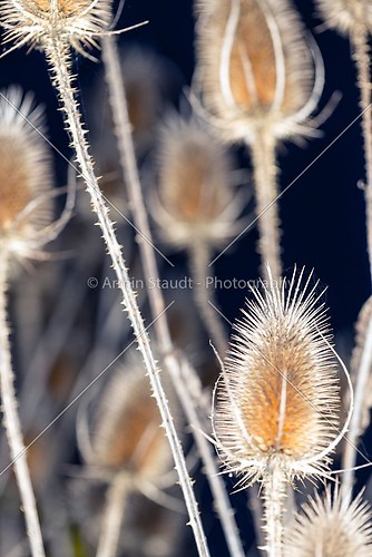 close up of dried autumn thistles at night