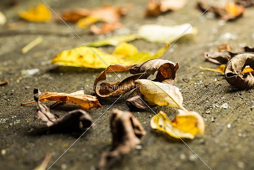 autumn leaves on an old table