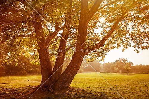 back lit image of an autumn tree