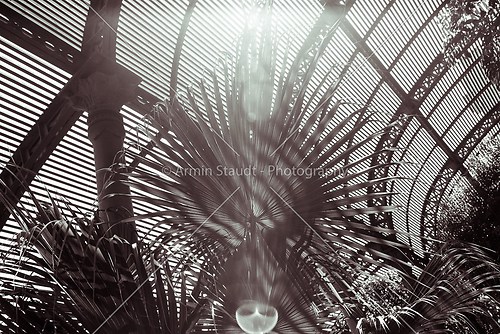toned black and white shoot of palm leafs with striped shadows
