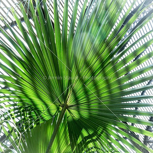 close up of a palm tree leaf with striped shadow pattern