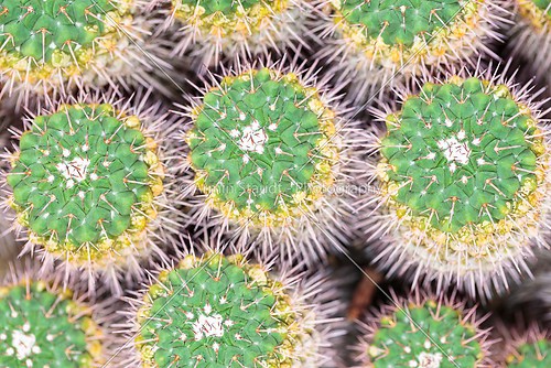 top view of a  green cactus pattern
