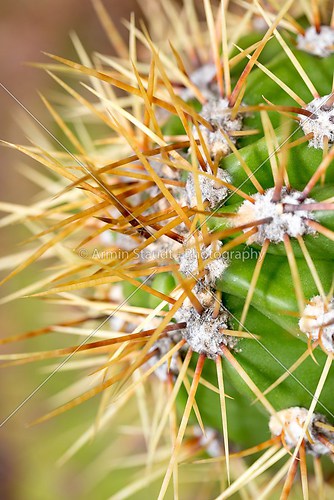 close up of orange sharp cactus prickles