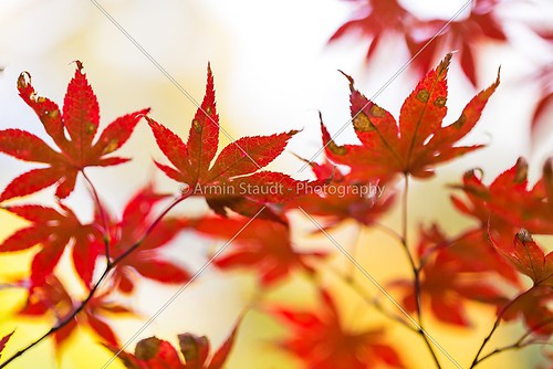 red blured autumn leafs with light background