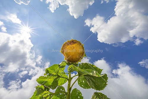 old sunflower in a garden, shoot with a fish eye