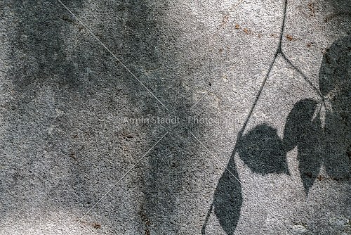 blurred shadow of some leafs on a grey wall