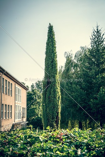 vintage like photo of a cypress in a garden