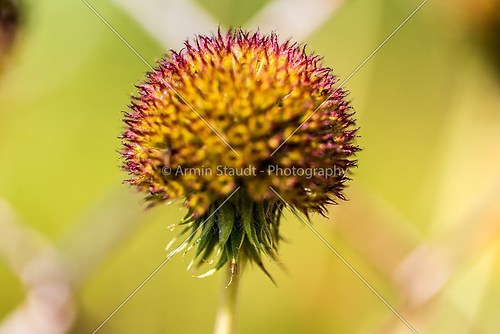 close up of a yellow and red flower with spikes