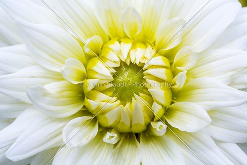 closeup of a white chrysanthemum