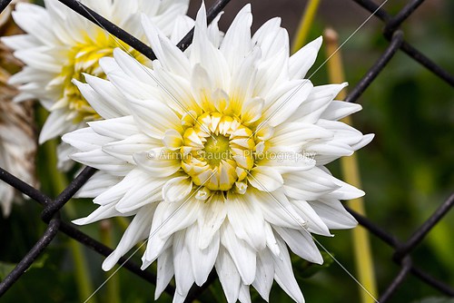 closeup of a white chrysanthemum in a fence