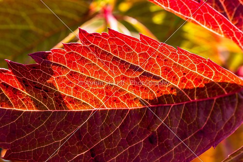 close up of a red leaf with yellow veins