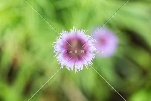 blurred background of a purple flower with green meadow