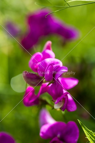 beautiful purple blurred flower in spring
