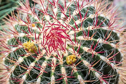 closeup of a cactus with red spikes