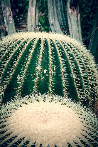 vintage like close up of two round cactuses