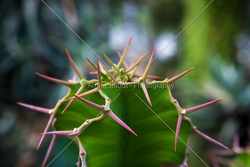 closeup of a cactus with red prickles