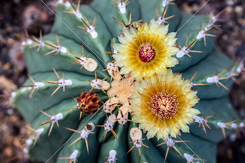 close up of two blossoms of a cactus