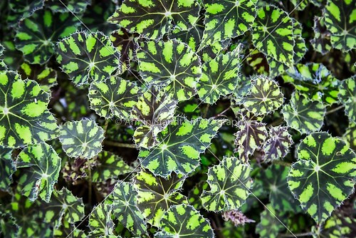 green tropical leafs pattern for backgrounds