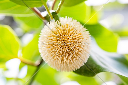 tropical fruit ball with green blurred leaves