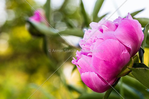 closeup of a pink peony flower in a garden