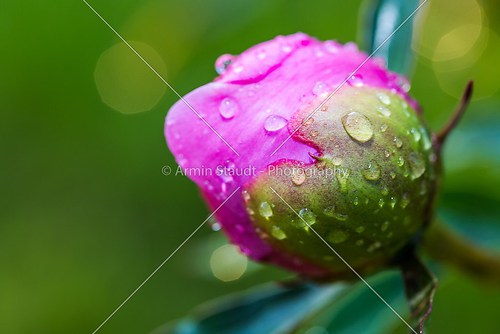 closeup of the bud of a peony flower