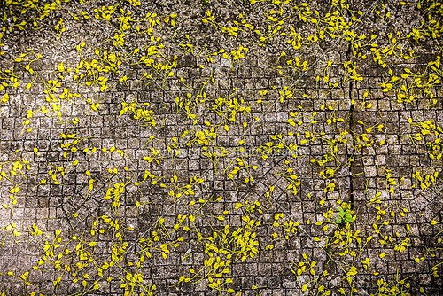 falling blossom pattern on Cobble-stone pavement 