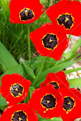 closeup of some red tulips