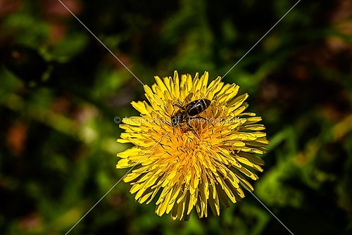 closeup of a common dandelion (taraxacum officinale) with a bee