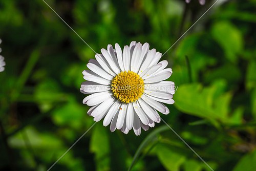 closeup of a white daisy (Bellis perennis)