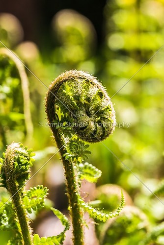 closeup of a fern unrolling