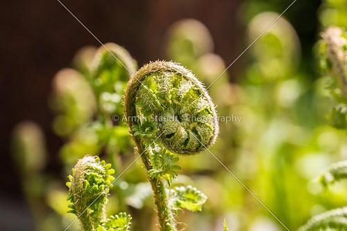 closeup of a fern unrolling